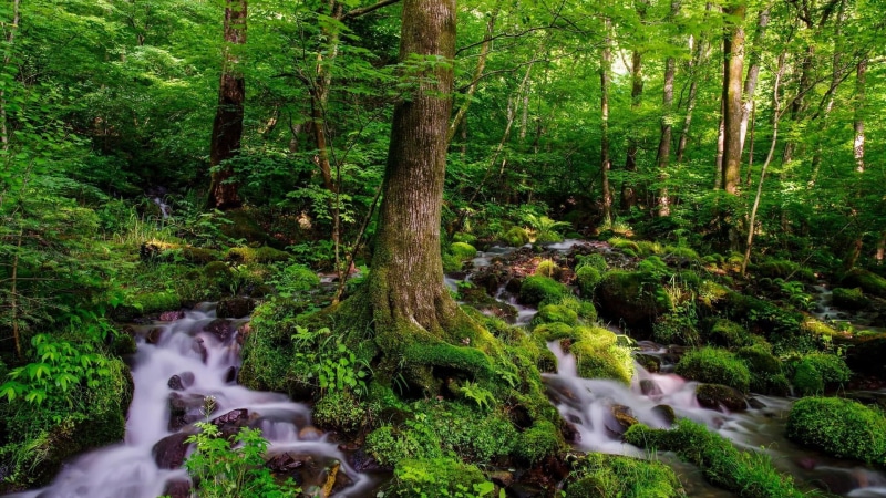 stone, rock, lake, canyon, flowing water, scenics - nature, foliage, sunlight, tree, valley, non-urban scene, waterfall, season, woodland, summer, scenic