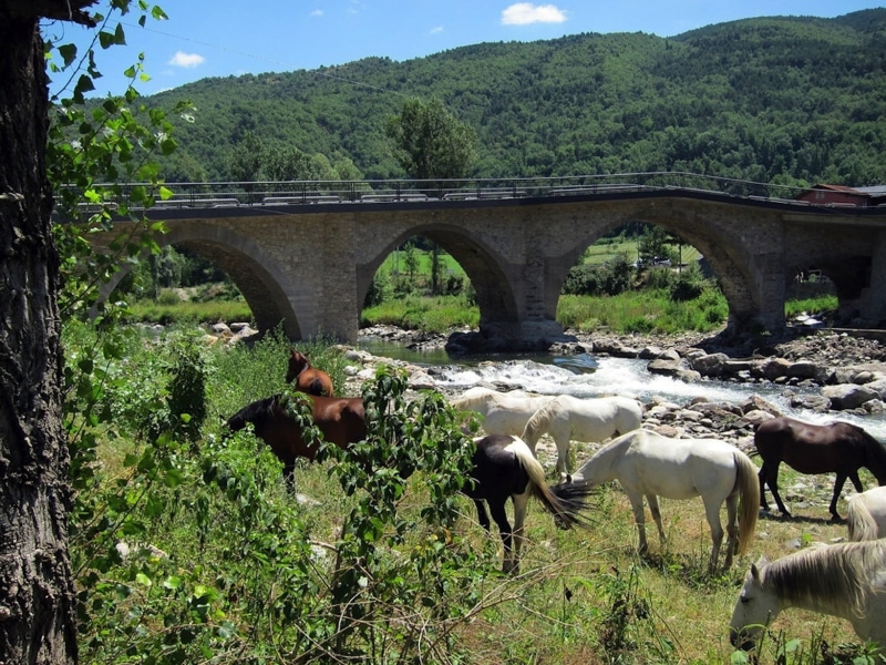 country, domestic, animal, stream, animal themes, spring, valley, herbivorous, mammal, livestock, day, summer, 720P, domestic animals, no people, plants