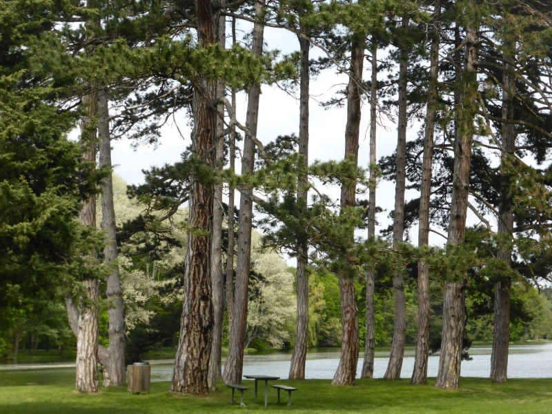 vision, park, hohenurach, mountain, nature, dublin, treelined, green color, places of interest, agriculture, architecture, meadow, pond, close, park - man made space