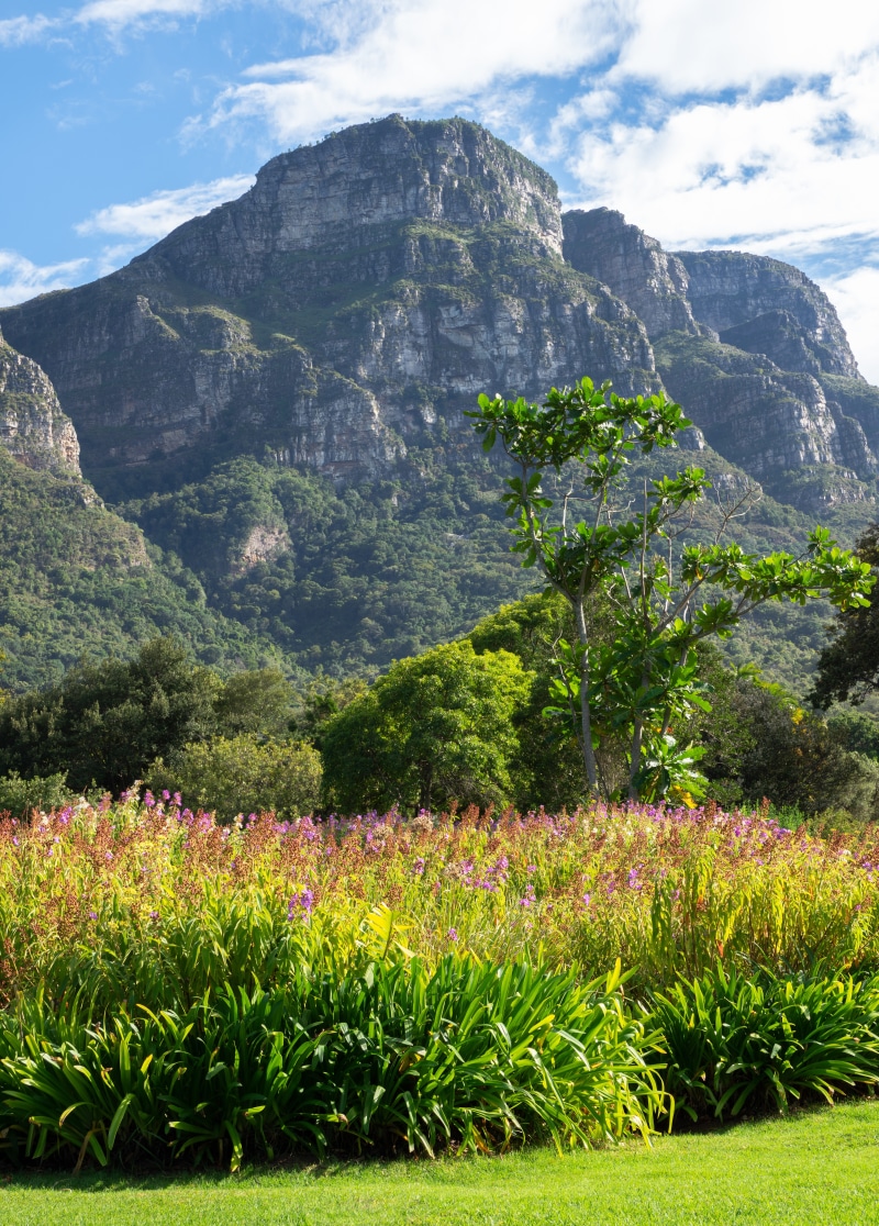 green, forest, day, flowers, 8K, flowering plant, flower, mountains, mountain peak, mountain range, sky, grass, scenics - nature, tranquil scene, peak