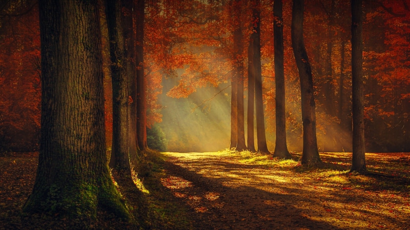 autumn, nature, deciduous, 4K, tree, sunlight, leaves, forest, woodland