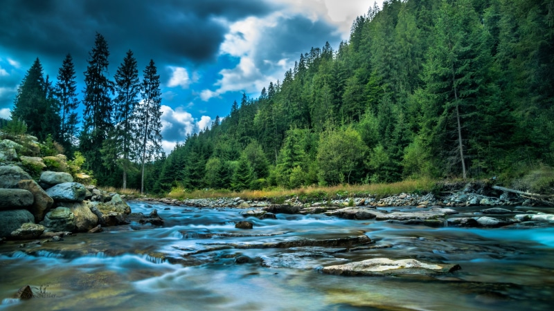 forest, nature, water, cloudy, mountain, river, vegetation, conifer, wilderness, creek, tree, sky, stones, pine forest, 4K, stream