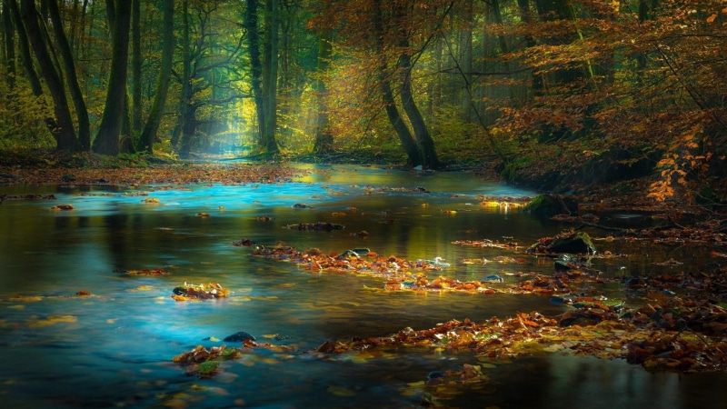 germany, autumn, europe, wetland, nature, spessart, stream, forest, river, woodland, leaves, deciduous, 1080P, landscape, bank, twilight, sunshine, tree