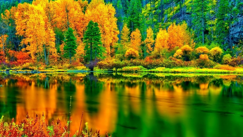 vegetation, reflection, outdoors, orange color, autumn collection, landscape, deciduous, growth, no people, fall, lake, scenics - nature, idyllic, change
