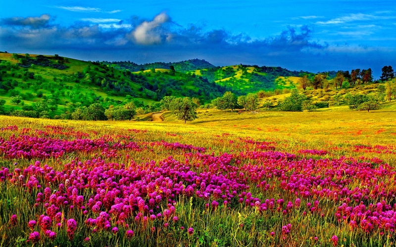 green, meadow, hd, clouds, resolution, 1080P, grass, purple, trees, flowers, desktop, hills, sky