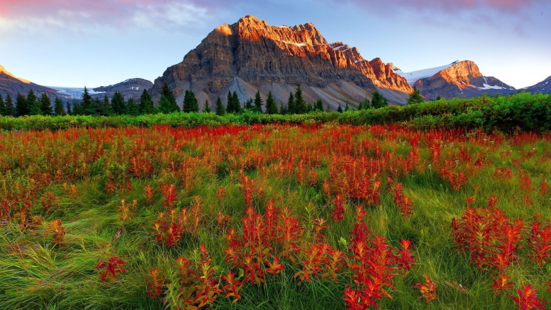 red, trees, peaks, rocky, 1080P, green, mountain, remains, pine, grass, snow, landscape, flowers, nature, sky