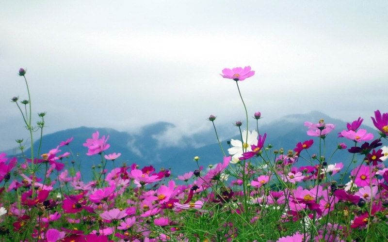 flowers, petals, purple, pictures, landscapes, clouds, mountains, nature, sky, pink, plants, fields, 1080P
