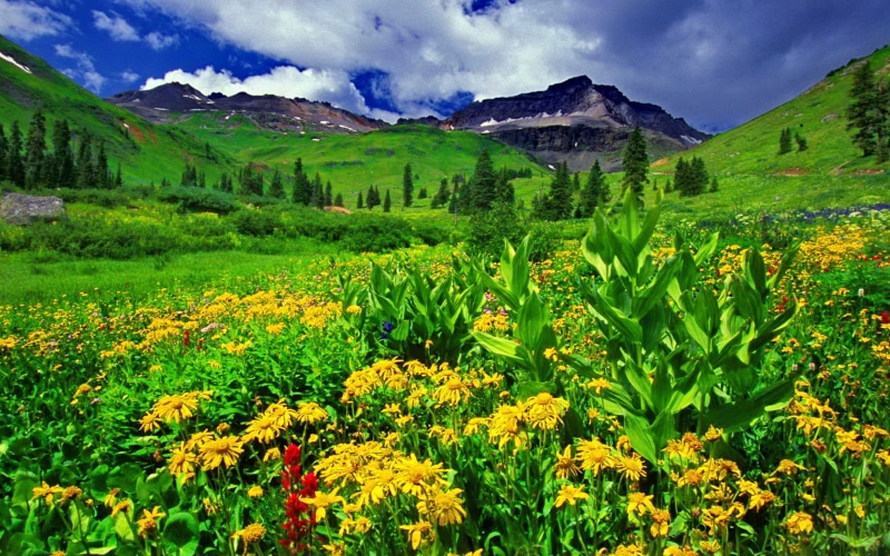 sky, clouds, mountain, desktop, flowers, hd, screen, spring, peaks, green, full, white, landscape, yellow, grass, 2K