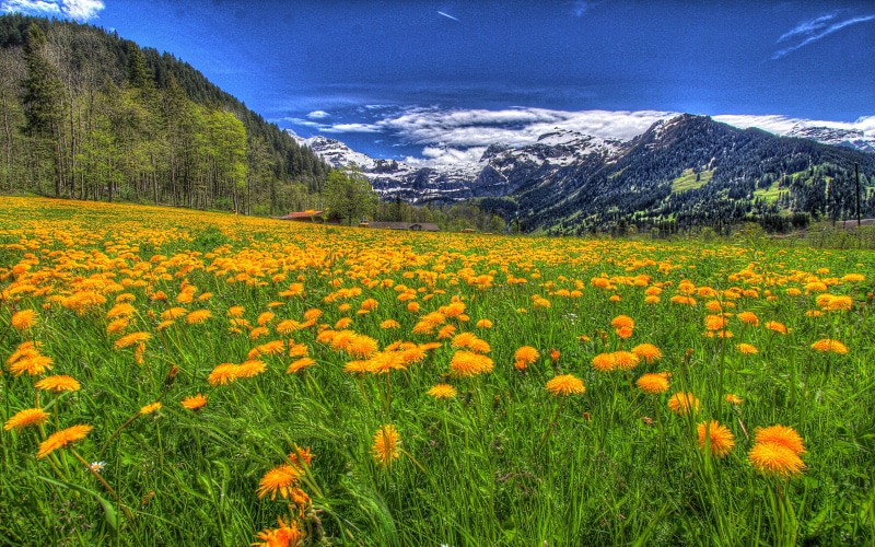mountains, 5K, cloud, dandelion, hd, landscape, trees, nature, blue, yellow, white, grass, flowers, pine, meadow, snow, rocky, green, sky, forest