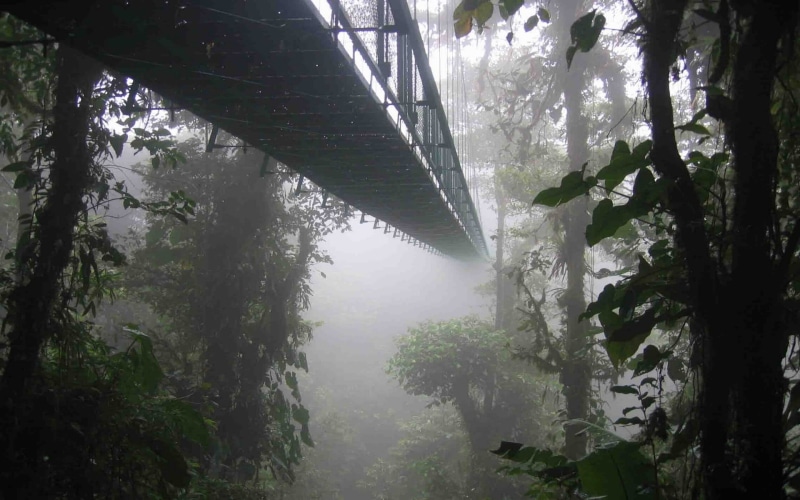 landscape, beauty in nature, black, growth, rainforest, water, no people, outdoors, land, bridge, fog, tree, nature, built structure, plant, metal, forest