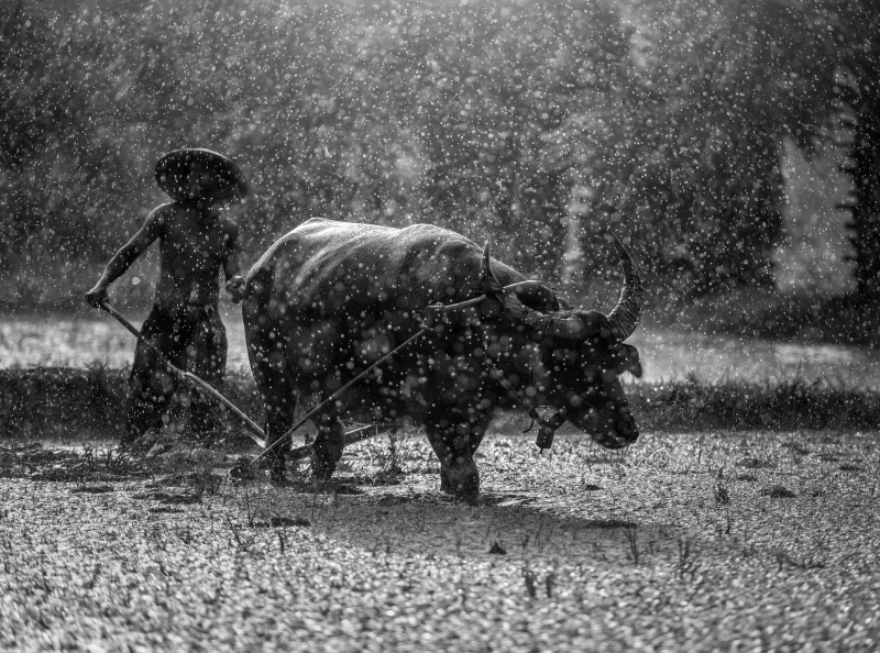 culture, visit, Nature, Rain, farmer, blackandwhite, hard, Asia, plow, Animal, Buffalo, Tradition, Water, Vacation, Agriculture, walking plow, Outdoor