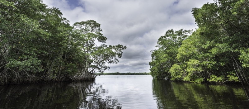 selva, rio, tropical, 5K, naturaleza, orinoco