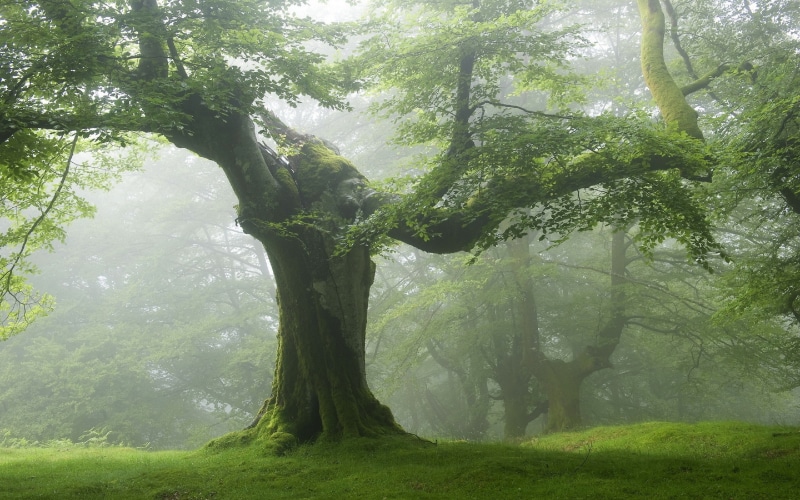 bosque, viejo, naturaleza, 2K, arbol