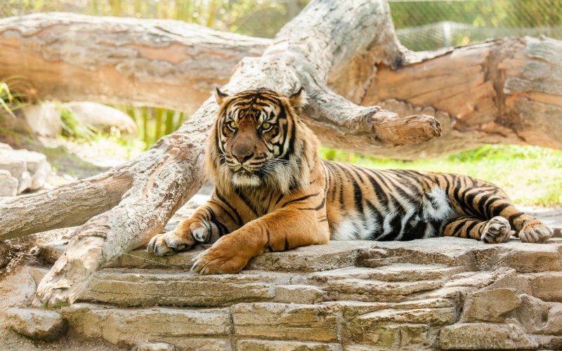 one animal, orange, cat, solid, whisker, black, tiger, mammal, no people, animals in the wild, carnivora, feline, vertebrate, 1080P, zoo, resting, big cat