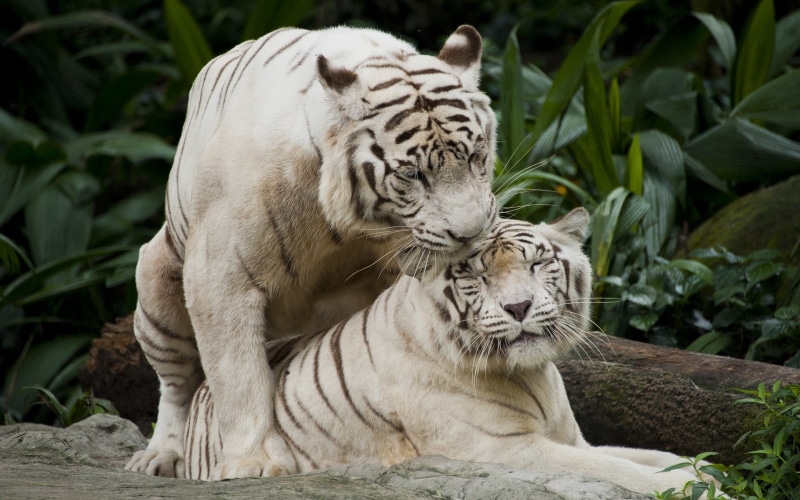 big cat, white tiger, no people, plush, feline, one animal, day, animals, relaxation, animals in the wild, vertebrate, animal themes, cat, 1080P, animal