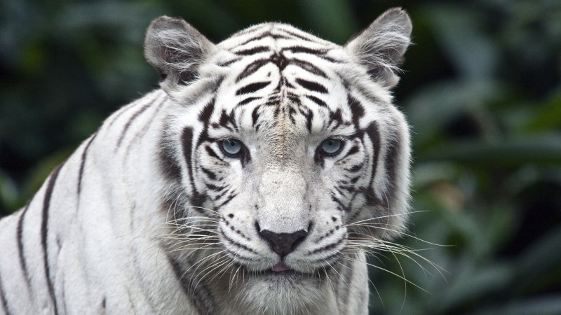 Singapore, animal head, carnivora, white, white tiger, cat, nature, focus on foreground, one animal, animals in the wild, whisker, portrait, no people