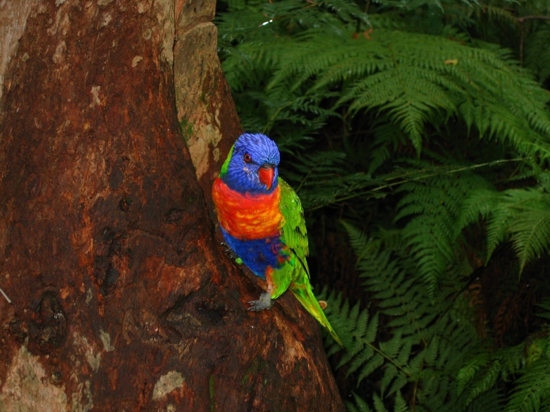 beak, Lorikeet, Colorful, vertebrate, animals in the wild, green Color, perching, nature, plant, no people, blue, rainbow lorikeet, animal themes, Bird
