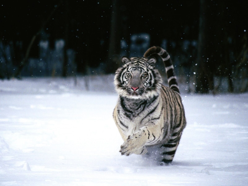 animal themes, winter, animals, one animal, animal wildlife, day, no people, 720P, snowing, big cat, outdoors, animals in the wild, nature, mouth open