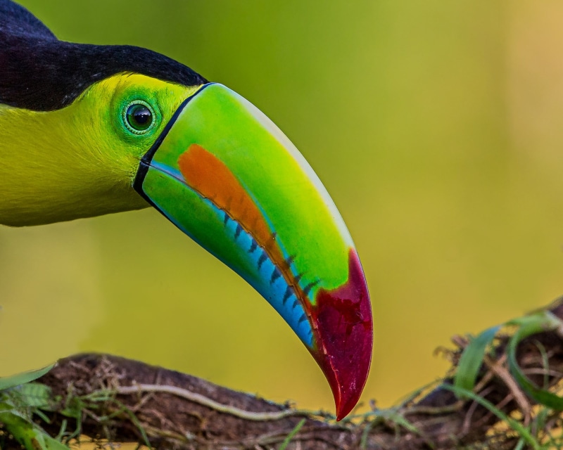 multi Colored, green, closeup photography, Keel-billed Toucan, close-up, Lens, forest, yellow, tropical Climate, green, closeup, beak, Costa Rica, Nature
