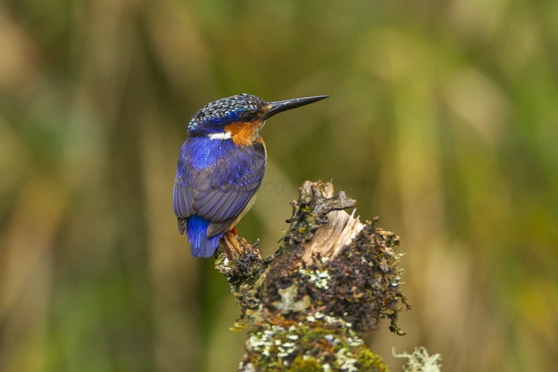 blue, humming bird, tree, beak, Malagasy Kingfisher, bird Watching, madagascar, 480P, East, animal, kingfisher, wildlife, Birds, Andasibè, Corythornis vintsioides