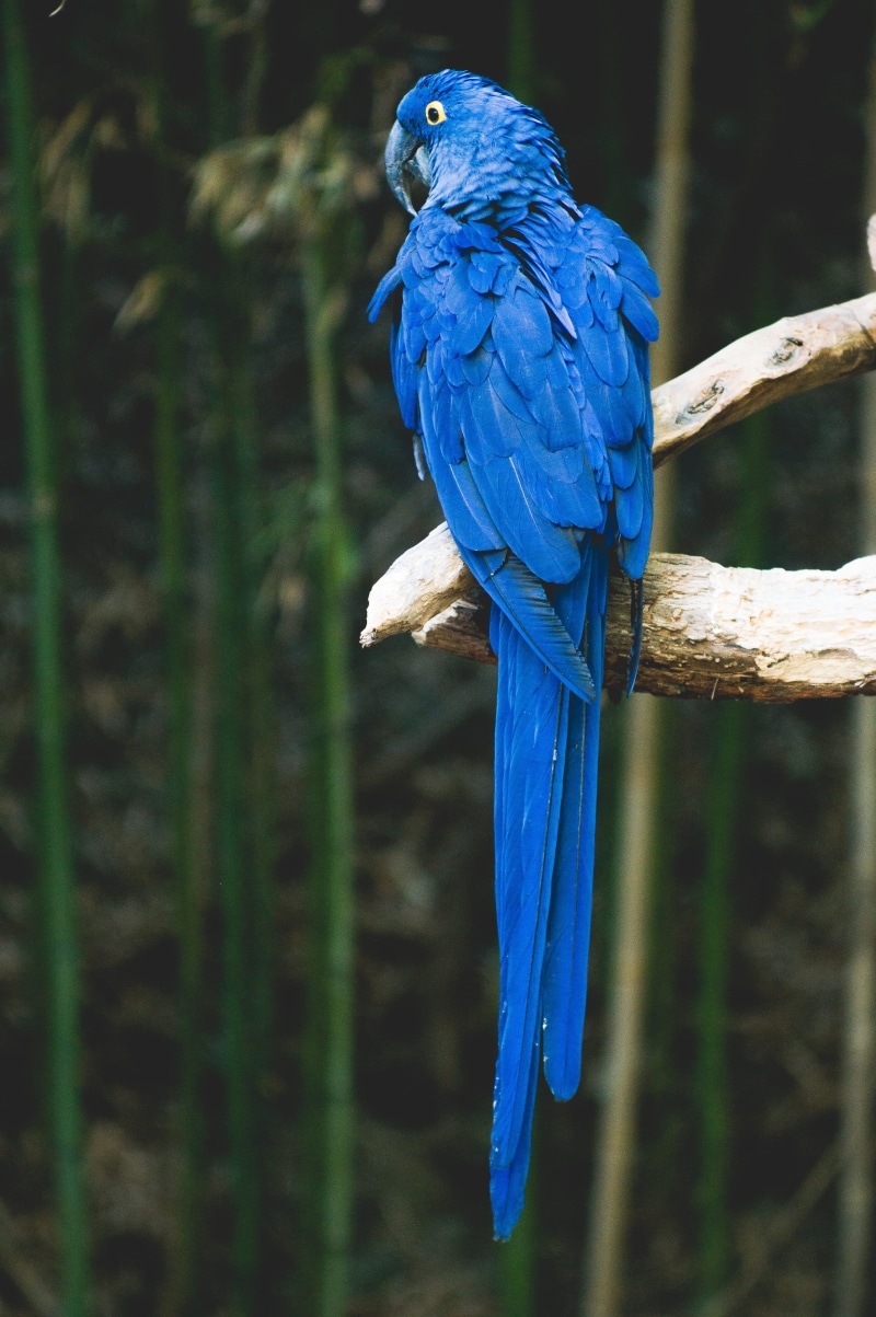 parrot, gold and blue macaw, perch, tropical Climate, outdoors, focus on foreground, nature, animals In The Wild, day, vertebrate, perching, animal wildlife
