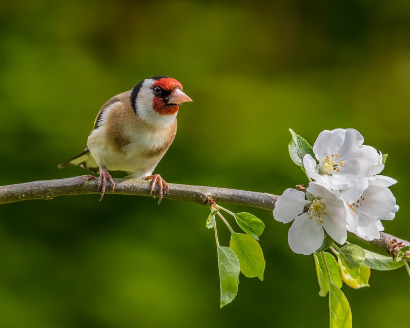outdoors, close, Hampshire, branch, 2K, Andy, Lens, white, close-up, wildlife, flowers, Apple Tree, apple, tree, photo, beak, Goldfinch, Itchen Abbas