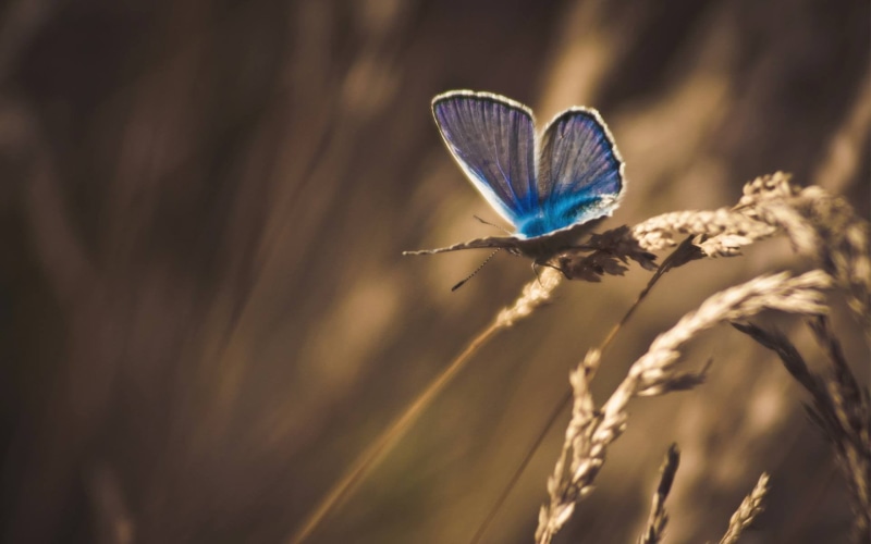color Image, no people, growth, 1080P, fragility, flying, plant, green Color, purple, meadow, animal themes, lepidoptera, grass, blue, nature, wildlife