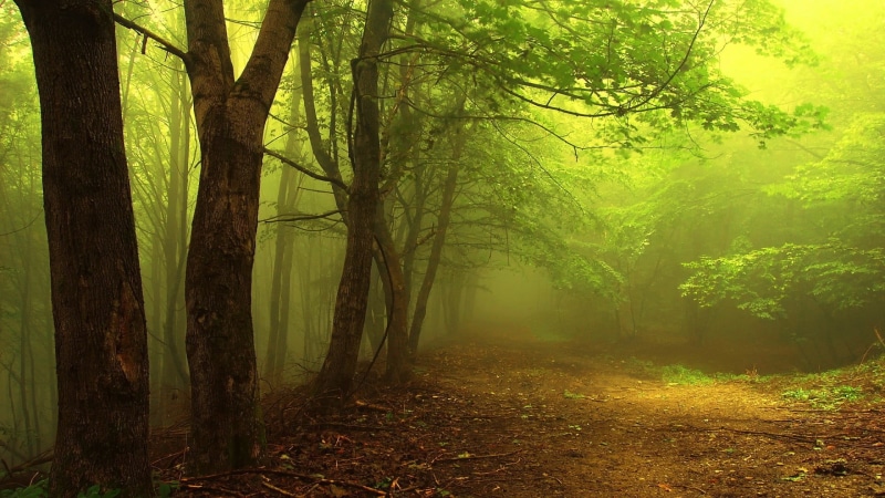 summer, environment, tree trunk, fairy Tale, trunk, beauty In Nature, digital, outdoors, plant, day, grass, mystery, woodland, autumn, footpath, sun, morning
