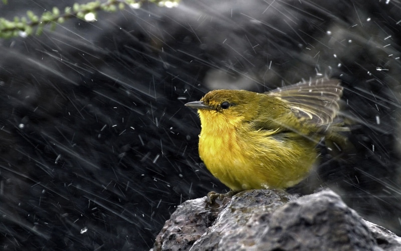 focus, feather, bird, branch, one Animal, rock, wet, yellow, small, wildlife, no people, day, rain, green, animals In The Wild, solid, animal, close-up