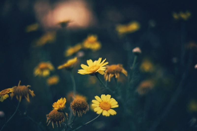 green Color, focus on foreground, rural Scene, vibrant Color, field, beauty In Nature, petal, leaf, daisy, day, close-up, bright, defocused, growth, photography