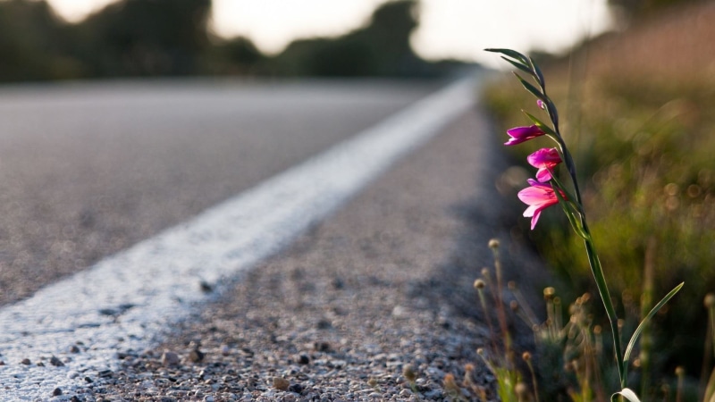 backgrounds, outdoors, wildflower, pink flowers, flower, single Flower, 1080P, selective, grass, selective focus, nature, pink Color, leaf, flower Head