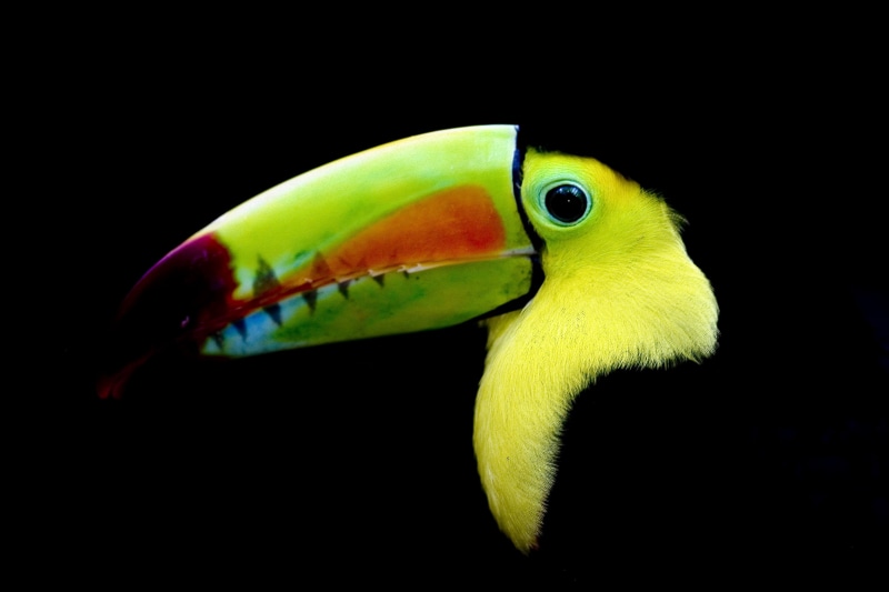 black Color, rainforest, multi Colored, amazon Rainforest, Honduras, animals In The Wild, nature, animal, ngs, keel, beak, Copan, Bird, cluseup, tropical Climate