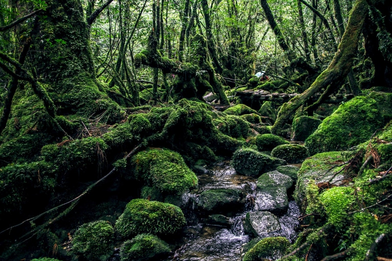 landscape, outdoors, photo, tranquil scene, beauty in nature, tropical Rainforest, scenics - nature, green Color, growth, land, yakushima island, forest
