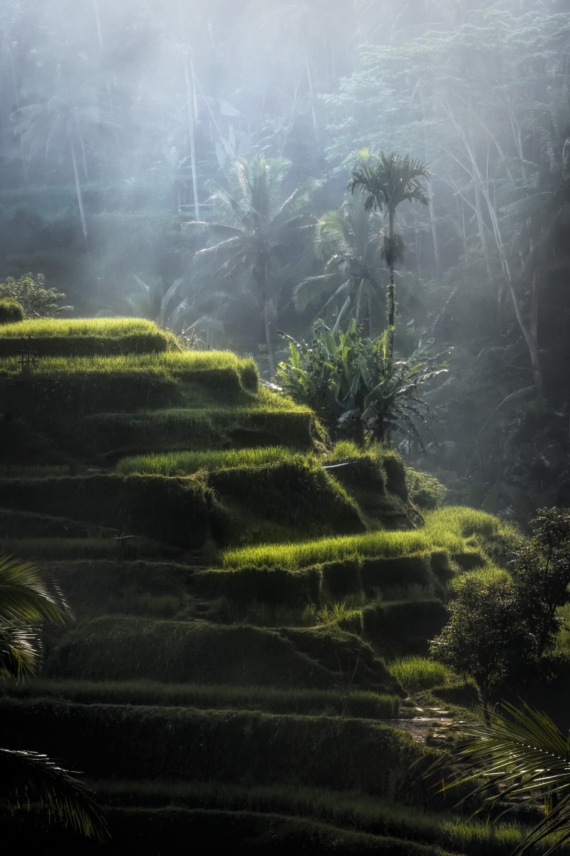 Tegalalang Rice Terraces, plantation, tranquil scene, green, outdoors, tree, scenic, day, scenics - nature, 5K, tropical, field, foliage, rice fields