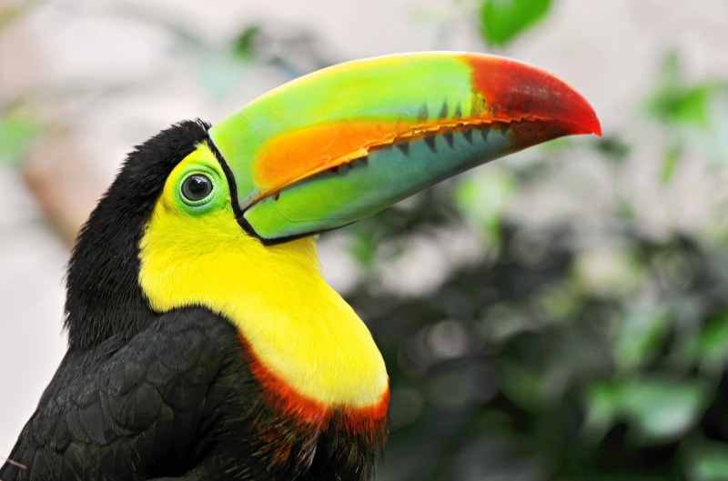 1080P, one animal, close-up, animal wildlife, exoticism, vertebrate, wildlife, yellow, beak, endangered Species, tropical Climate, vibrant color, macaw