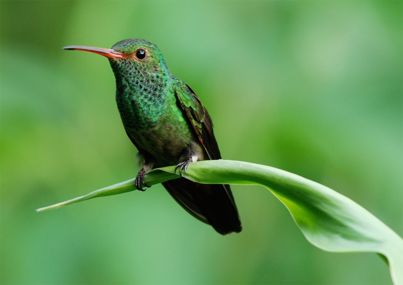 canopy, tropics, outpost, pipeline, animal, wildlife, outdoors, discovery, green, road, tower, Pot-of-Gold, Shades of Green, 720P, bird-watching, green Color