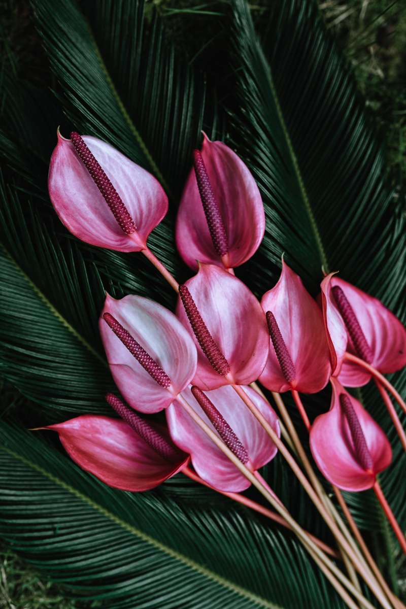softness, no people, day, close-up, vulnerability, leaf, green color, growth, Exotic, plant, fragility, pink color, plant part, flora, Colorful, flower
