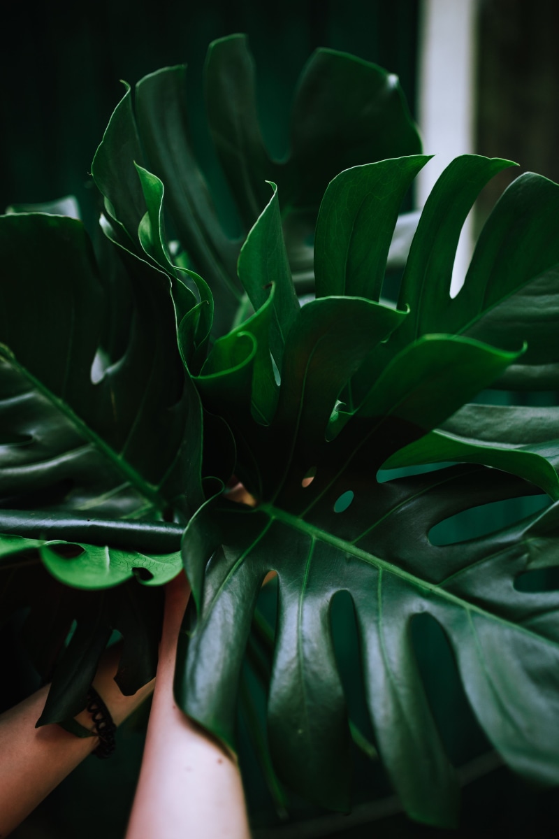 plant part, nature, holding, Exotic, personal perspective, growth, leaves, houseplant, plant, agriculture, Flowers, 5K, flower head, tropical, leaf, close-up