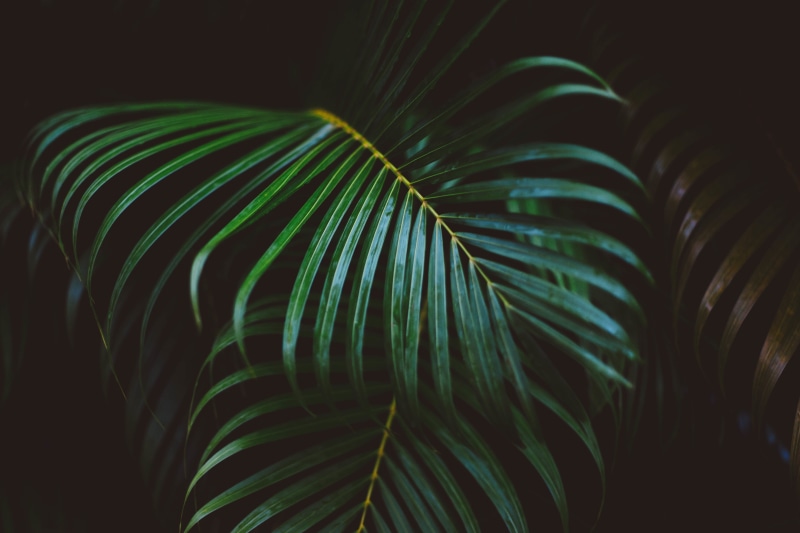 leaf, green Color, palm leaf, 5K, close-up, selective focus, abstract, green, leaves, photography, plant, plants, fern, green leaf, nature, growth, summer
