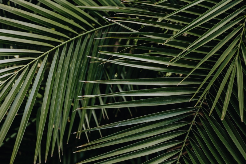 green color, summer, jungle, day, growth, backgrounds, tropical climate, no people, beauty in nature, freshness, palm tree, tropical, close-up