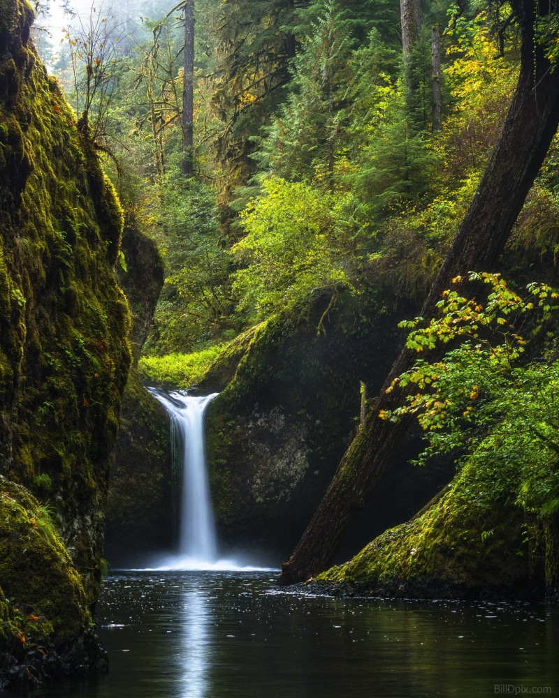 Punchbowl Falls, tree, water, stream, river, green Color, scenics, water falls, beauty In Nature, tropical Rainforest, 1080P, rock - Object, waterfall