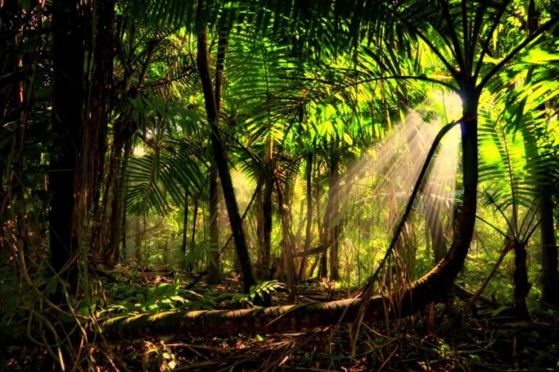 1080P, amazon, rainforest, amazonion, mist, 3d and abstract, forest, sun beams, sun rays, trees
