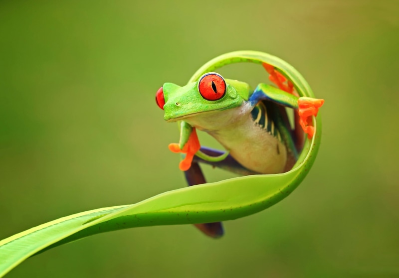one animal, beauty in nature, day, animal, animals in the wild, tree, eyes, 1080P, nature, legs, animals, bird, vertebrate, outdoors, no people, mouth open