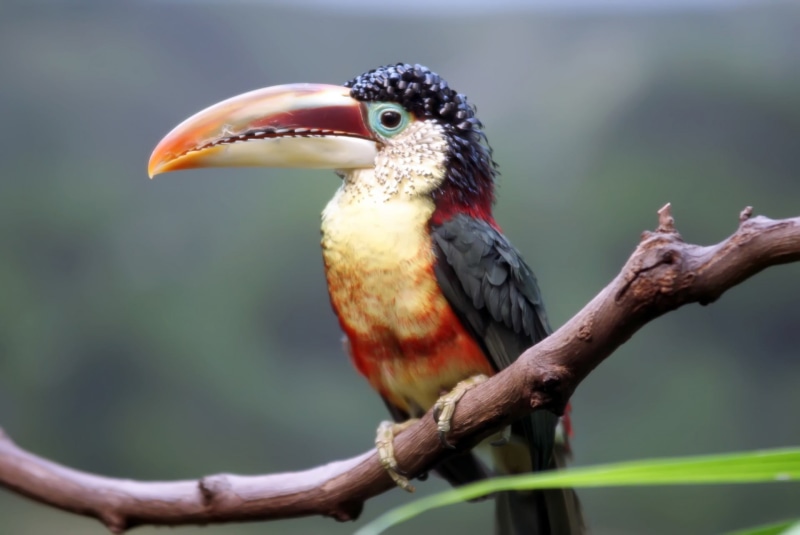 bird, tree, outdoors, curved, photography, animal wildlife, animal themes, day, tropical, 1080P, looking away, perching, long, aves, avian, multi Colored