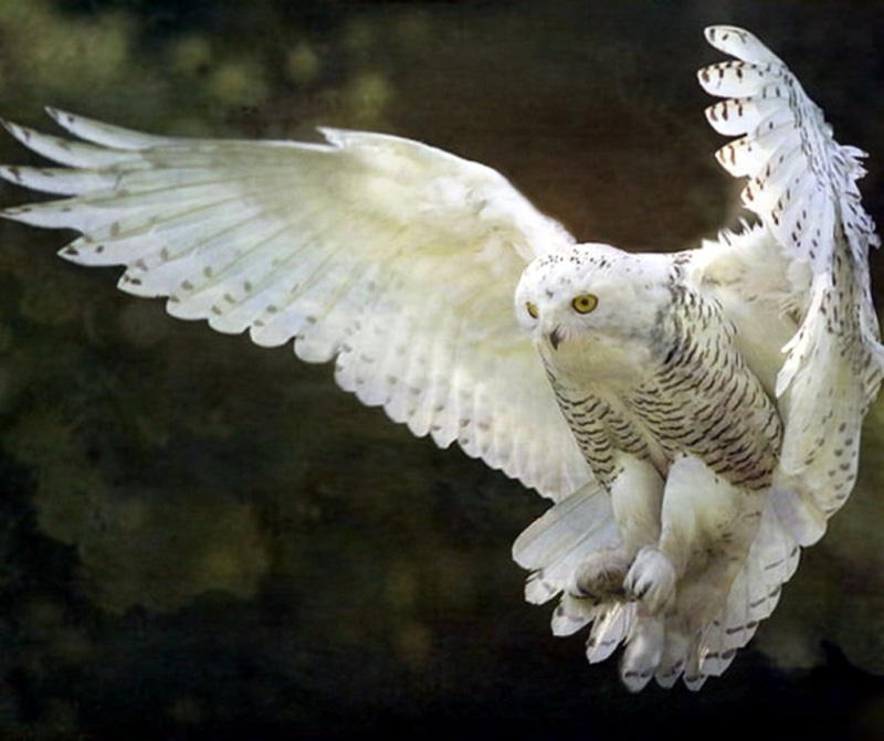 gold, Chouette, 480P, bird, me  my, Level_4, Nature, Paradise, bird of Prey, animal, platinum, black owl, NGC, Level_1, me, premium, owl, Wildlife, black