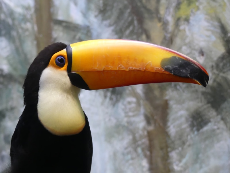multi Colored, black, hornbill, bird, wild birds, animal head, outdoors, toucan, close-up, focus on foreground, wildlife, yellow, day, beak, zoo, no people