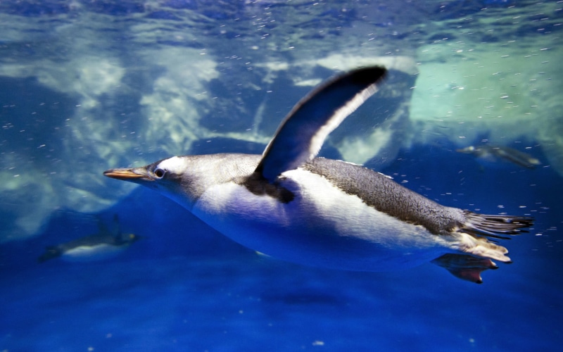 blur, Glacier, diving, bokeh, travel, animals, bubbles, 2K, swimmer splashes, waves, black, tourism, Antarctica, Penguin, sea, ocean, my planet, jumping