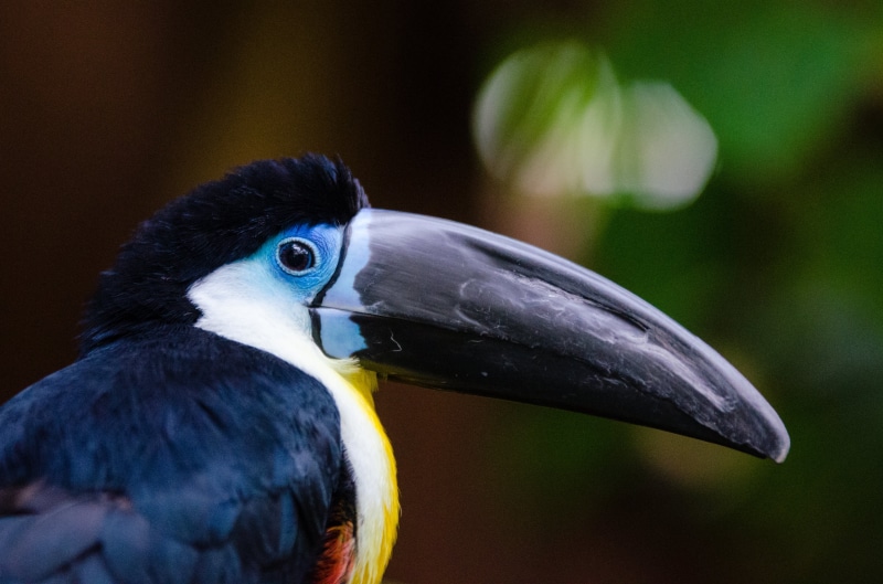 rot, tukan, black and yellow, colours, south  america, square, black, tropical Climate, colourful, tier, blue, deutschland, beak, rainforest, vulnerable