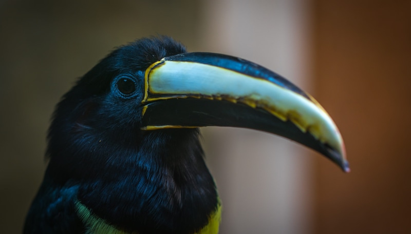 nature, colourful, side view, profile view, feathers, focus on foreground, mouth open, black color, animal, ornithology, colors, animal themes, black, no people