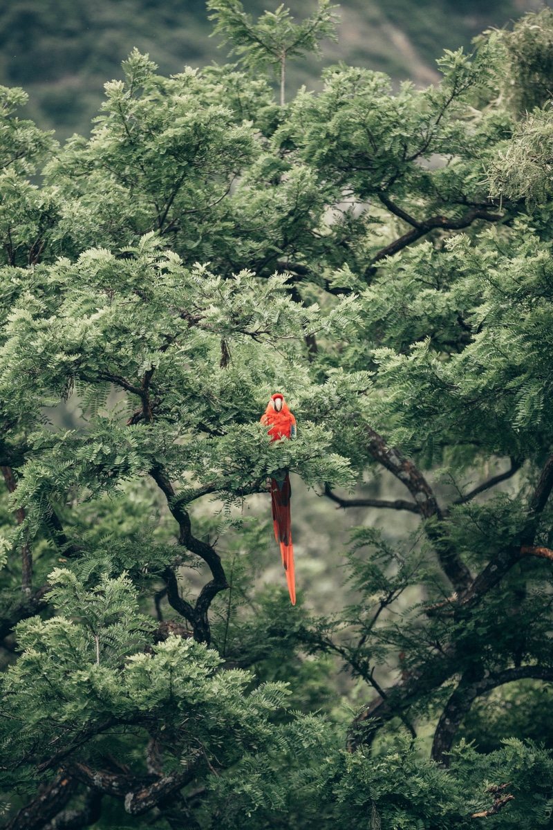 5K, green, mountain, red, sport, one Person, animal, blur, short, freedom, landscape, bird, canon, canon 1dx mark ii, hiking, bokeh, people, rock - Object